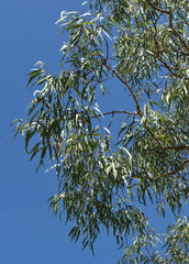 Corymbia ellipsoidea