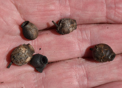 Corymbia ellipsoidea