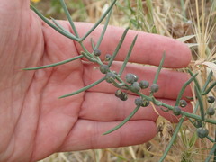 Asparagus horridus