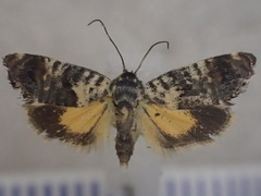 Hypertrophinae