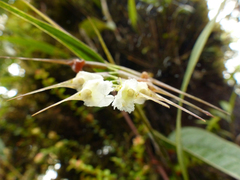 Elleanthus lancifolius