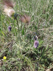 Pasqueflower (Pulsatilla)