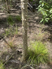 Zanthoxylum martinicense