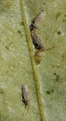 Plerochila australis