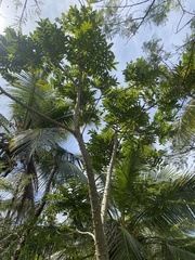 Zanthoxylum martinicense