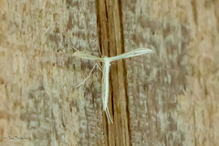 Hellinsia kellicottii