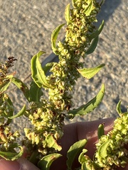 Rumex paraguayensis