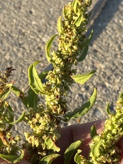 Rumex paraguayensis