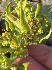 Rumex paraguayensis