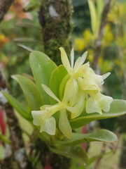 Epidendrum difforme