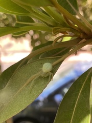 Misumena spinifera