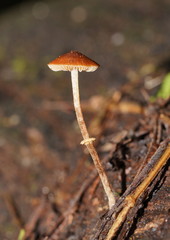 Conocybe filaris