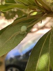 Misumena spinifera