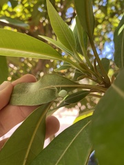 Misumena spinifera