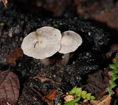 Asterophora mirabilis