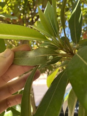 Misumena spinifera