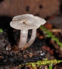 Asterophora mirabilis