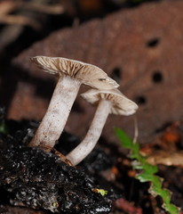 Asterophora mirabilis