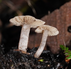 Asterophora mirabilis