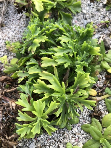 Artemisia japonica iNat (2)