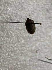 Hymenarcys nervosa