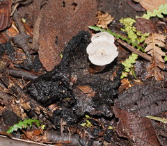 Asterophora mirabilis