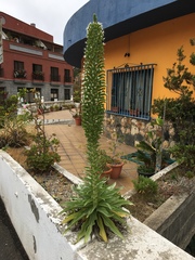 Echium simplex