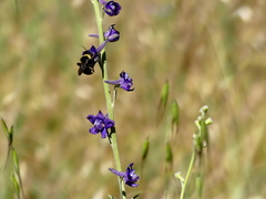 Delphinium variegatum
