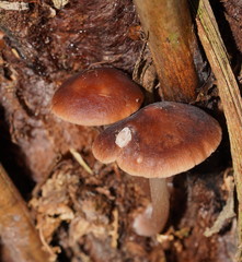 Lentinellus tasmanicus