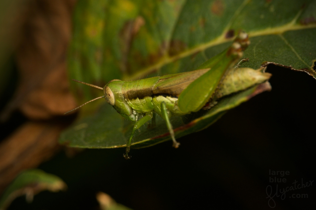 Oxya minuta
