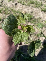 Blitum bonus-henricus