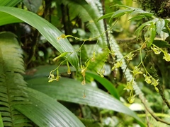 Epidendrum vincentinum