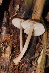 Lentinellus tasmanicus
