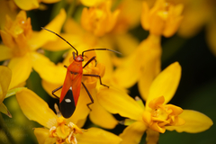 Oncopeltus nigriceps