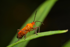 Oncopeltus nigriceps