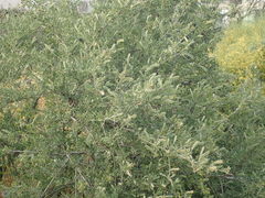 Calicotome villosa