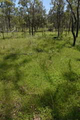 Chamaecrista rotundifolia