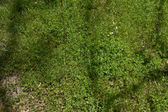 Chamaecrista rotundifolia