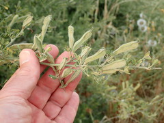 Calicotome villosa