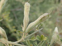 Calicotome villosa