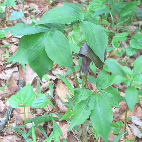 Arisaema serratum
