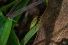 Edessa rufomarginata