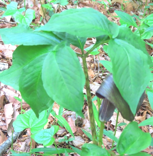 Arisaema serratum, photograph 1