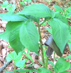 Arisaema serratum, photograph mami_t_t, CC BY, iNaturalist via GBIF