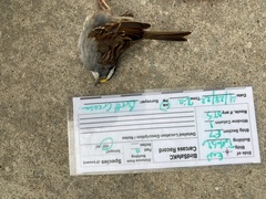 Zonotrichia albicollis