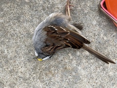 Zonotrichia albicollis