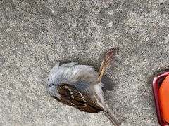 Zonotrichia albicollis