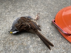 Zonotrichia albicollis