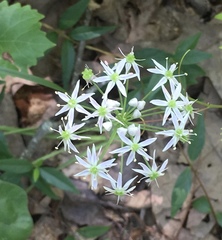 Amerallium