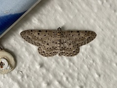 Percnia